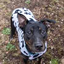 Thumbnail photo of Elmer #4