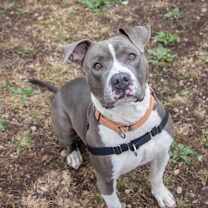 Thumbnail photo of Bozz #2