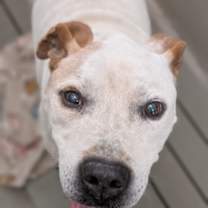 Thumbnail photo of DANTE #3