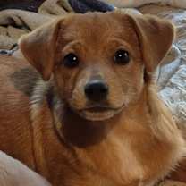 Thumbnail photo of Clifford #2