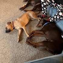 Thumbnail photo of Buckeye Benny #4