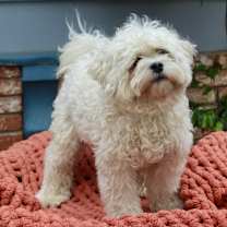 Thumbnail photo of Jenga #1