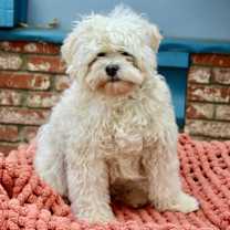 Thumbnail photo of Jenga #4