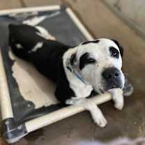 Thumbnail photo of Giant  #2