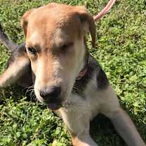 Thumbnail photo of Blinky #4