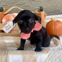 Thumbnail photo of Maple #1