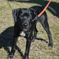 Thumbnail photo of APOLLO #2