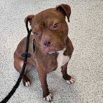 Thumbnail photo of Alfie #1