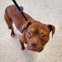 Thumbnail photo of Alfie #2