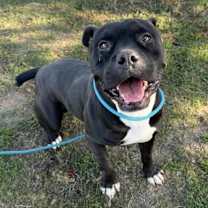 Thumbnail photo of Spade #1