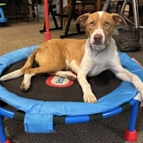 Thumbnail photo of Mango #1