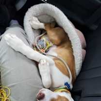 Thumbnail photo of Mango #4