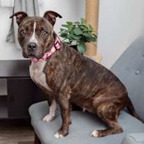 Thumbnail photo of Laluna #2