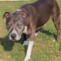 Thumbnail photo of Neko #3