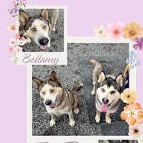 Thumbnail photo of Bellamy #2