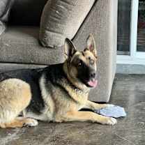 Thumbnail photo of Gidget #1