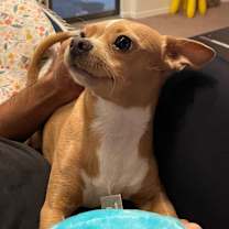 Thumbnail photo of Ozzie #1