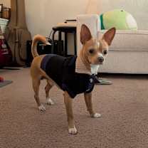 Thumbnail photo of Ozzie #3