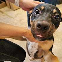 Thumbnail photo of Bucky #4