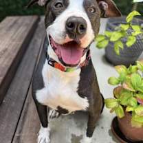 Thumbnail photo of Betty Boop #4