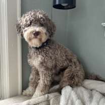 Thumbnail photo of Woody #1