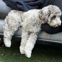 Thumbnail photo of Woody #2