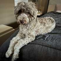 Thumbnail photo of Woody #3