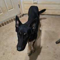 Thumbnail photo of Taz Pursley #1