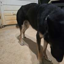 Thumbnail photo of Taz Pursley #3