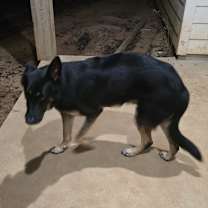 Thumbnail photo of Taz Pursley #4