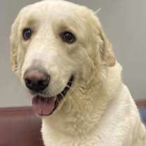 Thumbnail photo of Brody #3