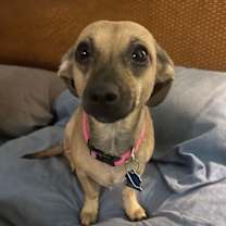 Thumbnail photo of Lilo #1