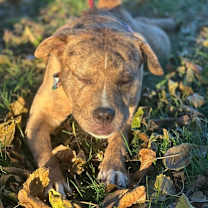 Thumbnail photo of Suki #2