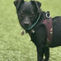 Thumbnail photo of Baxter #1