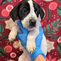 Thumbnail photo of Dasher #2