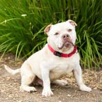 Thumbnail photo of *DEACON #1