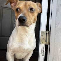 Thumbnail photo of Scooby  #4