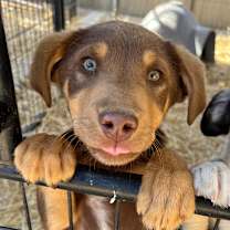 Thumbnail photo of Tiramisu #1