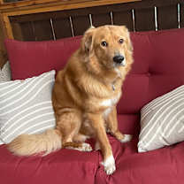 Thumbnail photo of Ollie (Special Needs - Deaf) Adoption Fee Covered in Full #4