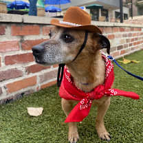 Thumbnail photo of Tyson #2