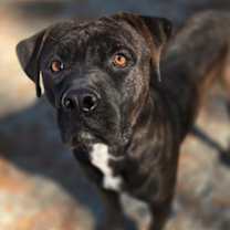 Thumbnail photo of Boss #3