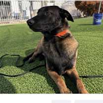 Thumbnail photo of Smokey #1