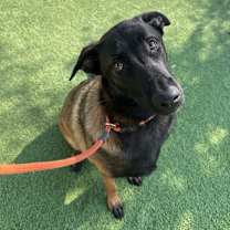 Thumbnail photo of Smokey #2