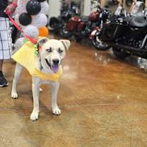 Thumbnail photo of Victor #1