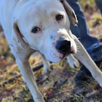 Thumbnail photo of Beau #4