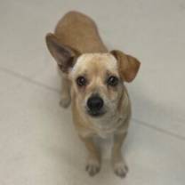 Thumbnail photo of Peanut #3