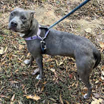 Thumbnail photo of Cartie #2