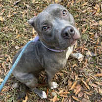 Thumbnail photo of Cartie #3