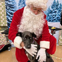 Thumbnail photo of DULCE #1