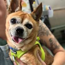 Thumbnail photo of Plait 13510 #1